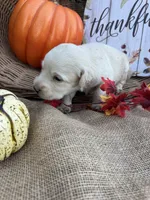 Persis, a female Labradoodle for sale in Evensville, TN – 4 of 8