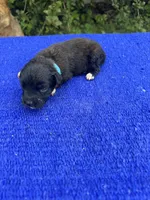Swiss Roll, a female Miniature Aussiedoodle for sale in Evensville, TN – 6 of 10