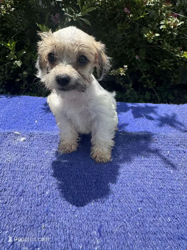 Lassy – Schnoodle puppy for sale in Evensville, TN