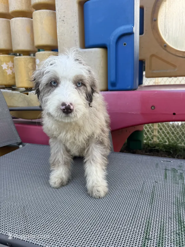 Koa – Miniature Aussiedoodle puppy for sale in Evensville, TN