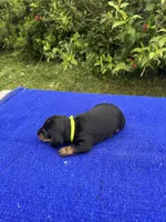 Charlie, a male Miniature Dachshund for sale in Evensville, TN – 3 of 10