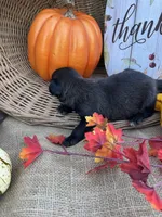 Primm, a female Labradoodle for sale in Evensville, TN – 7 of 8
