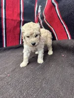 Creek, a male Miniature Schnauzer and Poodle - Miniature  for sale in Evensville, TN – 1 of 9