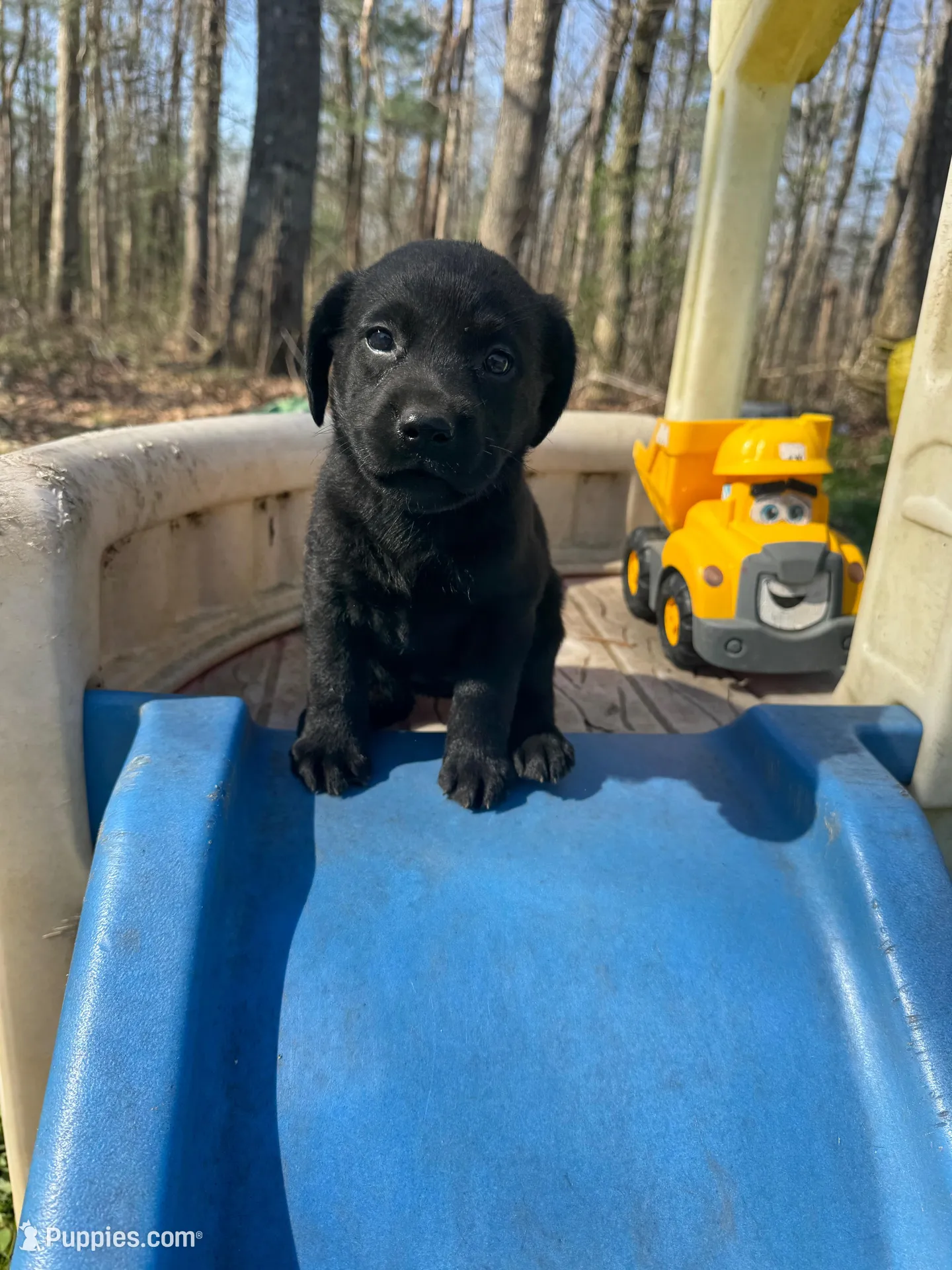 Mango, a female Labrador Retriever for sale in Evensville, TN – Photo 2 of 8