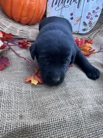 Patrice, a female Labrador Retriever for sale in Evensville, TN – 5 of 8