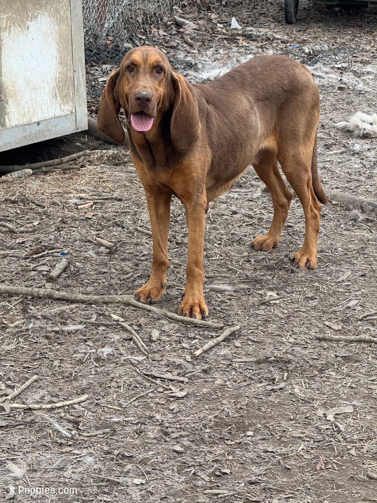 Lilly, a female Bloodhound for sale in Evensville, TN – 2 of 2