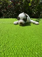 Birdie, a female Schnoodle for sale in Evensville, TN – 1 of 9
