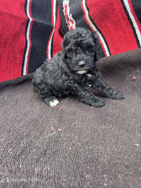 River – Miniature Schnauzer, Poodle - Miniature  puppy for sale in Evensville, TN