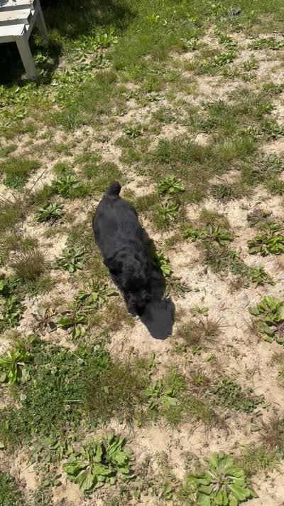 Legacy, a male Giant Schnauzer for sale in Evensville, TN – 7 of 7