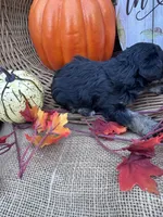 Namoni, a female Miniature Schnauzer and Schnoodle for sale in Evensville, TN – 5 of 8