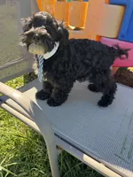 Richie, a male Schnoodle for sale in Evensville, TN – 6 of 7