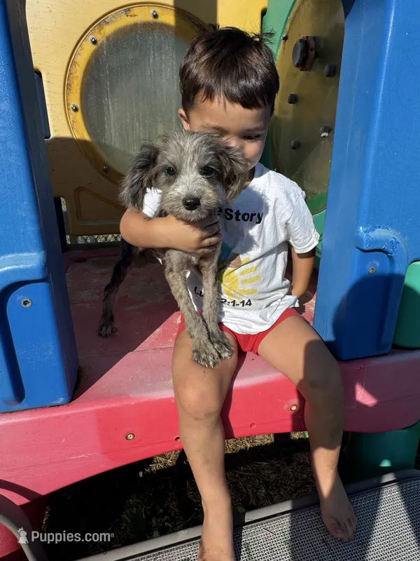 Zebra Cake – Miniature Aussiedoodle puppy for sale in Evensville, TN