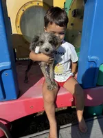 Zebra Cake, a male Miniature Aussiedoodle for sale in Evensville, TN – 2 of 9