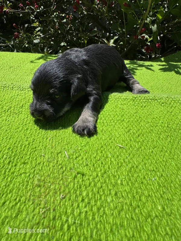 Density – Schnoodle puppy for sale in Evensville, TN