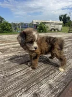 Zebra Cake, a male Miniature Aussiedoodle for sale in Evensville, TN – 5 of 10