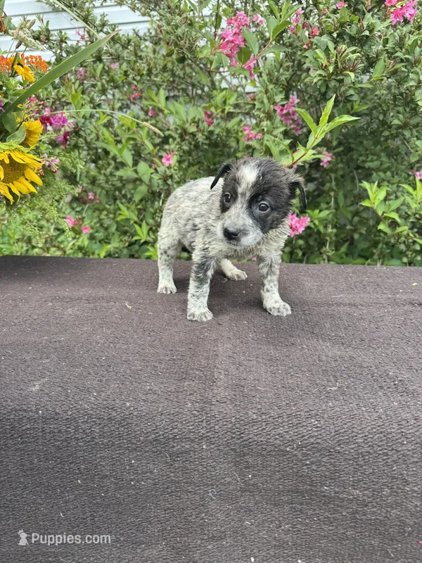 Boomer – Australian Cattle Dog puppy for sale in Evensville, TN