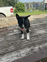 Willow, a female Australian Cattle Dog for sale in Evensville, TN – 3 of 10