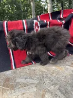 Nutty Buddy, a male Miniature Aussiedoodle for sale in Evensville, TN – 3 of 5