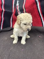 Creek, a male Miniature Schnauzer and Poodle - Miniature  for sale in Evensville, TN – 2 of 9
