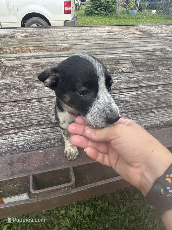 Harley – Australian Cattle Dog puppy for sale in Evensville, TN