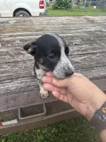 Harley, a female Australian Cattle Dog for sale in Evensville, TN – 1 of 9
