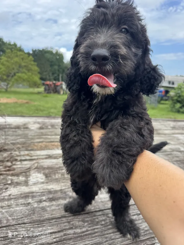 Zane – Sheepadoodle puppy for sale in Evensville, TN
