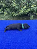 Oliver, a male Miniature Dachshund for sale in Evensville, TN – 2 of 8