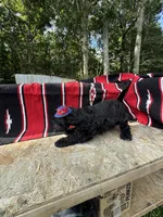 Richie, a male Schnoodle for sale in Evensville, TN – 2 of 7