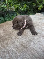 Rubi, a female Miniature Aussiedoodle for sale in Evensville, TN – 5 of 10