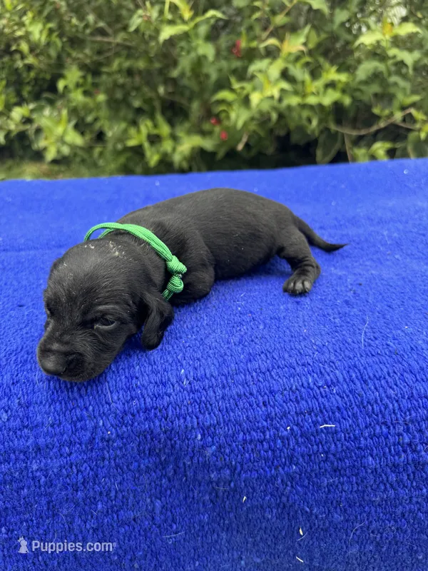 Oliver – Miniature Dachshund puppy for sale in Evensville, TN