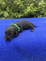 Oliver, a male Miniature Dachshund for sale in Evensville, TN – 1 of 8