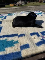 Cheeto, a male Giant Schnauzer for sale in Evensville, TN – 3 of 5