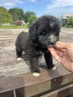 Fudge Round, a female Miniature Aussiedoodle for sale in Evensville, TN – 1 of 7