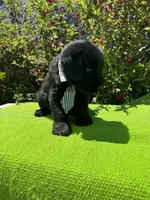 Blackbird, a male Giant Schnauzer for sale in Evensville, TN – 2 of 8