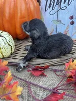 Phillipa, a male Miniature Schnauzer and Schnoodle for sale in Evensville, TN – 3 of 5