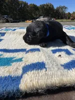 Cheeto, a male Giant Schnauzer for sale in Evensville, TN – 4 of 5