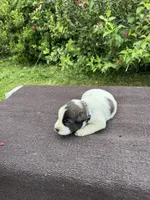 Boomer, a female Australian Cattle Dog for sale in Evensville, TN – 3 of 7