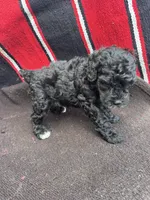 River, a male Miniature Schnauzer and Poodle - Miniature  for sale in Evensville, TN – 7 of 10