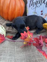 Primm, a female Labradoodle for sale in Evensville, TN – 2 of 8