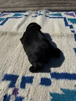 Dorito, a male Giant Schnauzer for sale in Evensville, TN – 3 of 9
