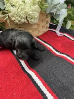 Vintage, a female Schnoodle for sale in Evensville, TN – 4 of 6