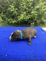Scout, a female Australian Cattle Dog for sale in Evensville, TN – 3 of 8