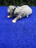 Cosmic Brownie, a male Miniature Aussiedoodle for sale in Evensville, TN – 10 of 10