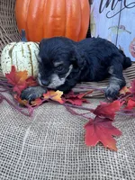 Namoni, a female Miniature Schnauzer and Schnoodle for sale in Evensville, TN – 2 of 8