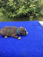Scout, a female Australian Cattle Dog for sale in Evensville, TN – 4 of 8