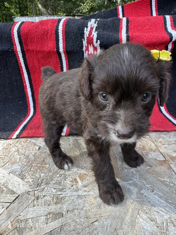 Alara – Miniature Aussiedoodle puppy for sale in Evensville, TN