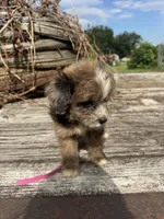 Zebra Cake, a male Miniature Aussiedoodle for sale in Evensville, TN – 2 of 10