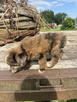 Zebra Cake, a male Miniature Aussiedoodle for sale in Evensville, TN – 3 of 10