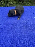 Fudge Round, a female Miniature Aussiedoodle for sale in Evensville, TN – 2 of 8