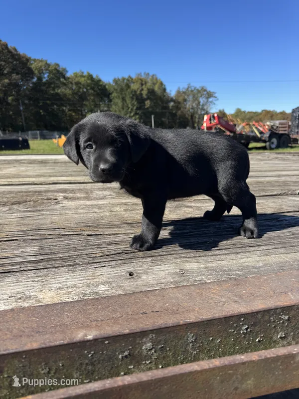 Patrice – Labrador Retriever puppy for sale in Evensville, TN
